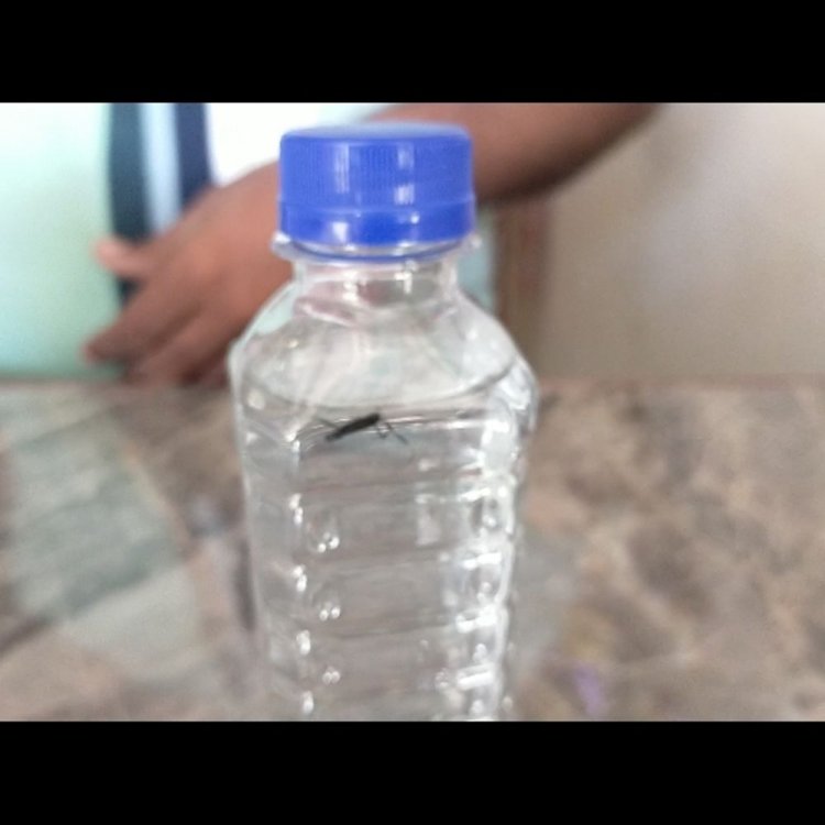 मिनरल वाटर की सील पैक बोतल में मच्छर:जबलपुर में पानी की सील बंद बोतल में ग्राहक को मिला मृत मच्छर
